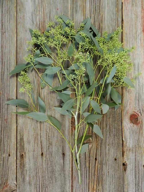 SEEDED  GREEN EUCALYPTUS